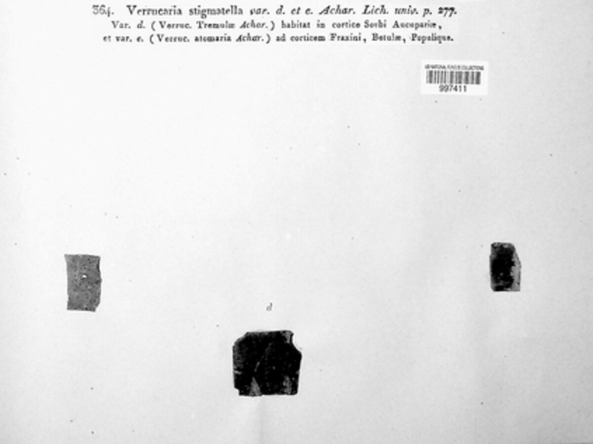 Swinscowia stigmatella image